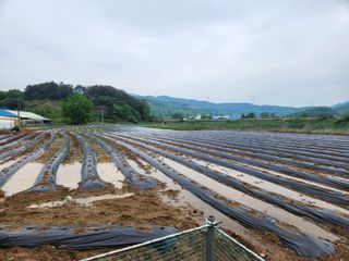 HYUN님의 들깨 · 자유게시판 작성글 사진