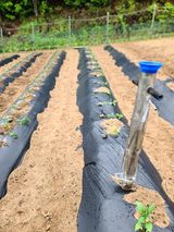 팜모닝 고추·파종•정식 게시글 이미지