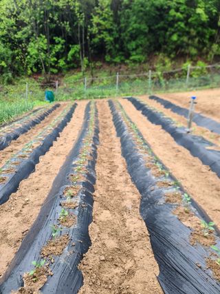 서상진님의 고추 · 파종•정식 작성글 사진