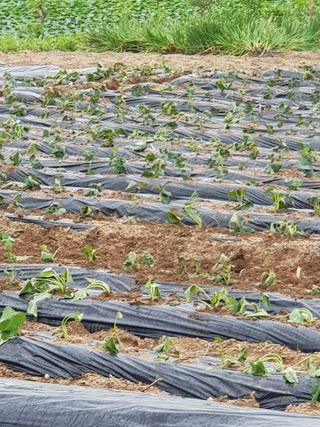 홍&이님의 블루베리 · 자유게시판 작성글 사진