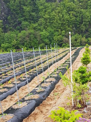 홍&이님의 블루베리 · 자유게시판 작성글 사진