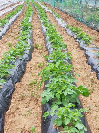 홍&이님의 블루베리 · 자유게시판 작성글 사진