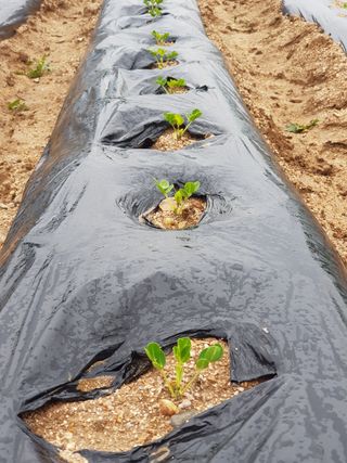 홍&이님의 블루베리 · 자유게시판 작성글 사진