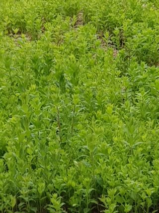 홍&이님의 블루베리 · 자유게시판 작성글 사진