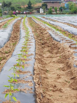 홍&이님의 블루베리 · 자유게시판 작성글 사진