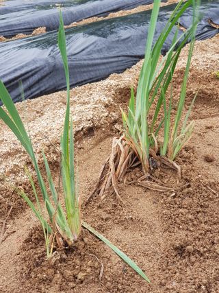 홍&이님의 블루베리 · 자유게시판 작성글 사진