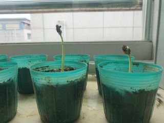 숲등농장 달밭사과님의 자유주제 · 자유게시판 작성글 사진