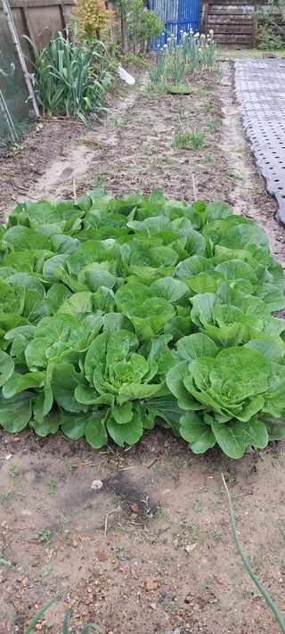 주말 텃밭 농부님의 배추 · 일상 작성글 사진