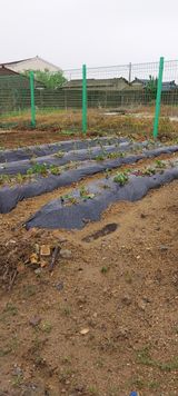 팜모닝 고구마·자유게시판 게시글 이미지