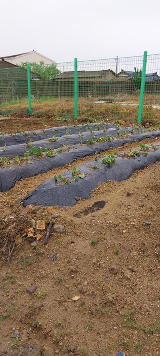 주말 텃밭 농부님의 고구마 · 자유게시판 작성글 사진