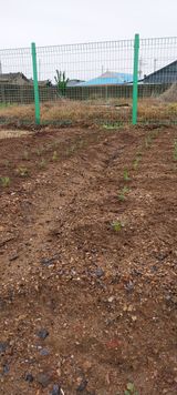 팜모닝 기타작물·자유게시판 게시글 이미지