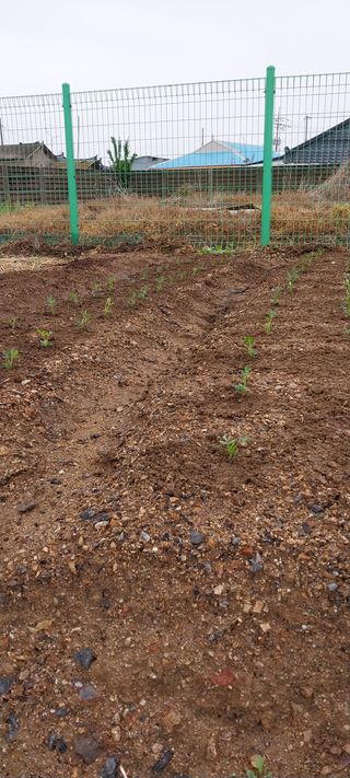 주말 텃밭 농부님의 기타작물 · 자유게시판 작성글 사진