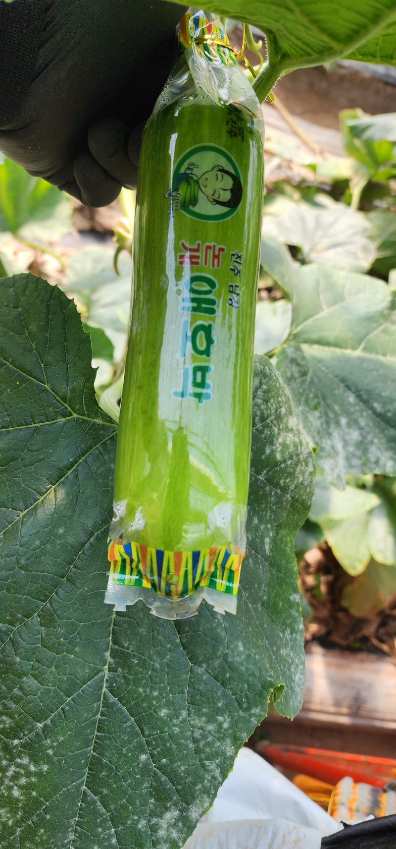 김기태님의 장터 판매 상품 [친환경 무농약 애호박B품 판매] 첨부 사진