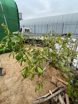 팜모닝 매실·병해충상담 게시글 이미지