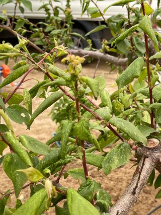 이재운님의 매실 · 병해충상담 작성글 사진
