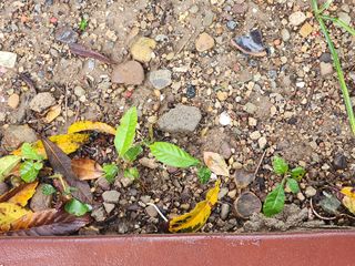 박필진님의 기타작물 · 자유게시판 작성글 사진