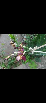 팜모닝 자유주제·자유게시판 게시글 이미지