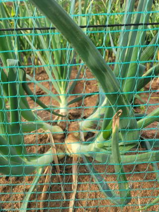 서동열님의 양파 · 자유게시판 작성글 사진