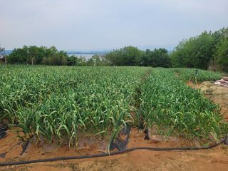 서동열님의 양파 · 자유게시판 작성글 사진