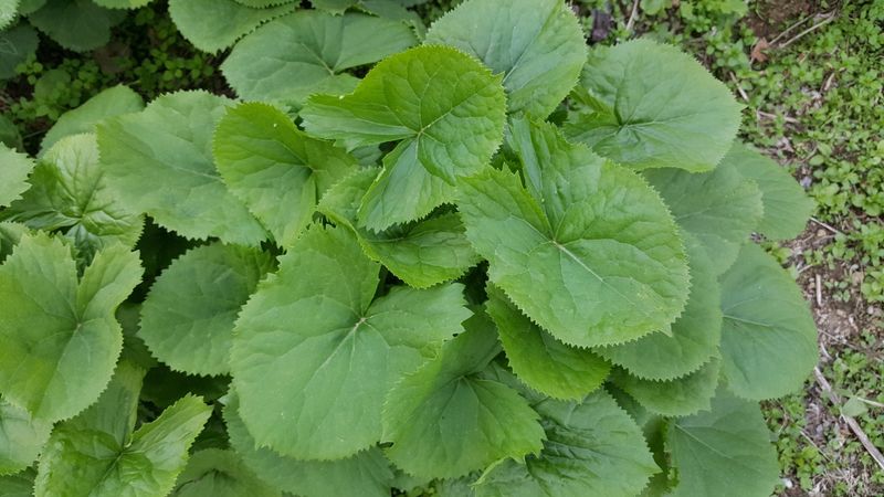 장터 상품 [노지재배 곤달비 1kg] 썸네일