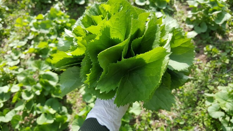 이은정님의 장터 판매 상품 [노지재배 곤달비 1kg] 첨부 사진