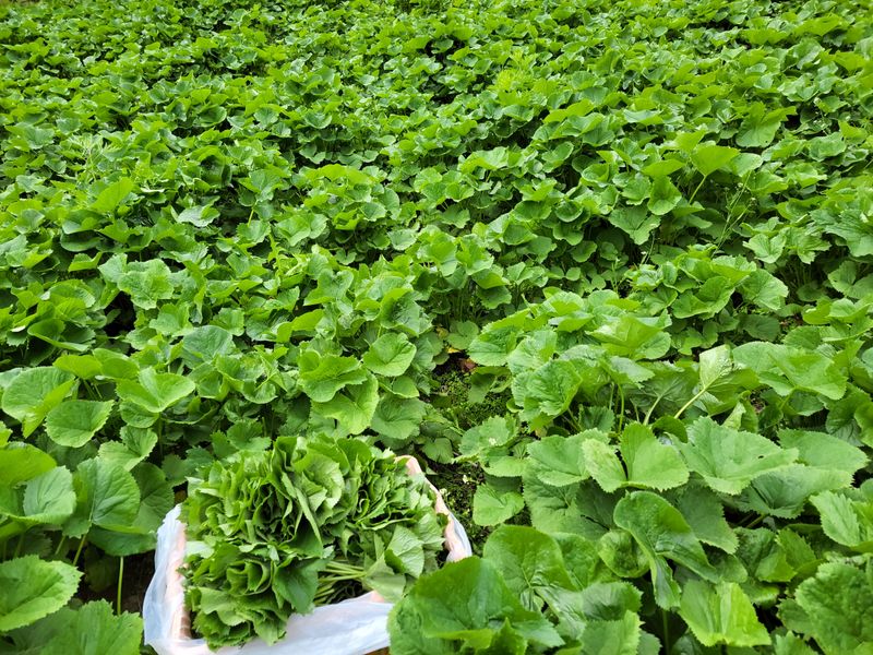 이은정님의 장터 판매 상품 [노지재배 곤달비 1kg] 첨부 사진