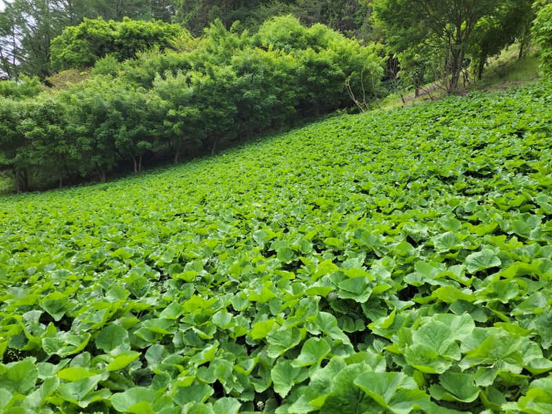이은정님의 장터 판매 상품 [노지재배 곤달비 1kg] 첨부 사진