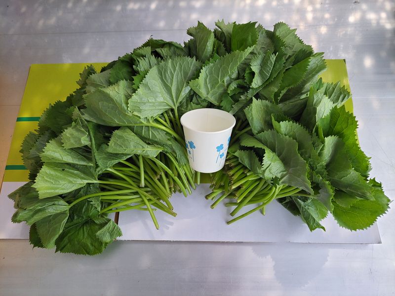 이은정님의 장터 판매 상품 [노지재배 곤달비 1kg] 첨부 사진