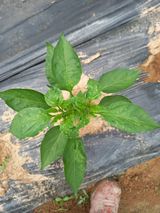 팜모닝 고추·병해충상담 게시글 이미지