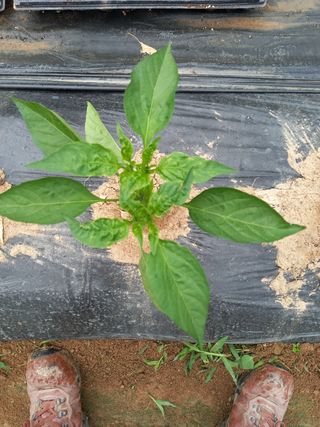 신신기루님의 고추 · 병해충상담 작성글 사진