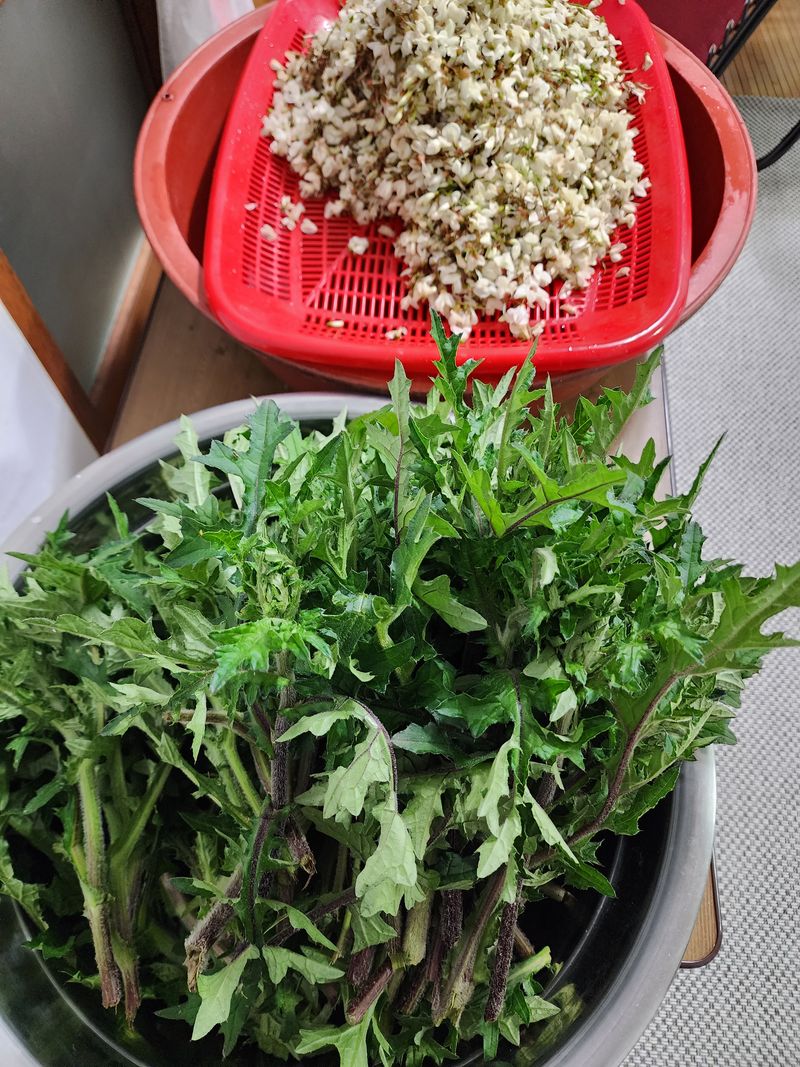 장터 상품 [토종야생엉겅퀴순] 썸네일