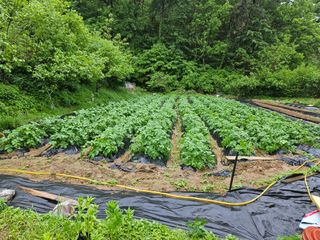 이영재님의 감자 · 자유게시판 작성글 사진