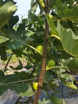 팜모닝 · 게시글 이미지