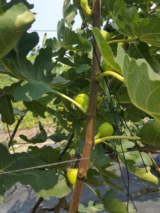 심수보님의 작성글 사진