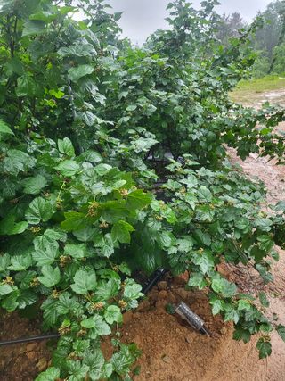 우림님의 딸기 · 자연재해•동물피해 작성글 사진