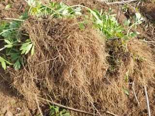 홍천산채농원님의 작성글 사진