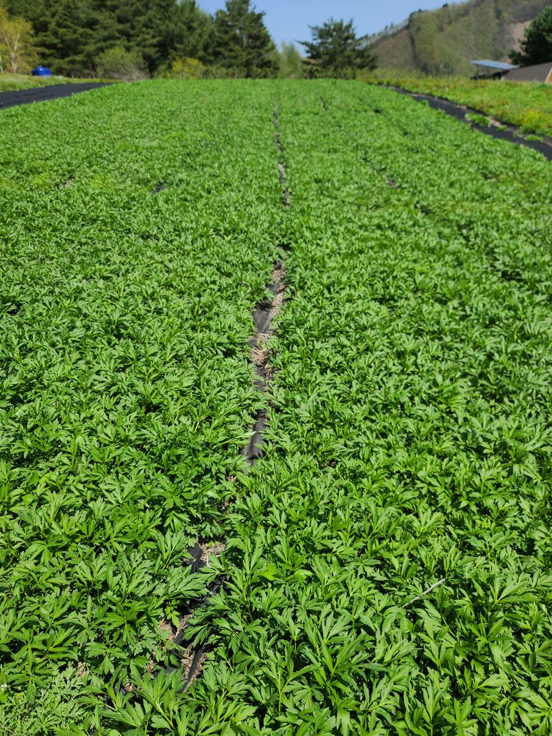 홍천산채농원님의 장터 판매 상품 [겹삼잎국화 종근(키다리꽃,꽃나물)] 첨부 사진