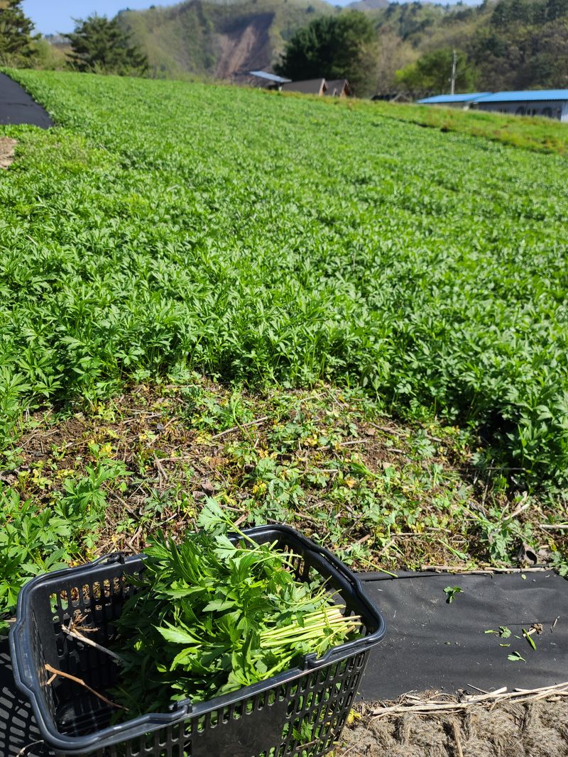 홍천산채농원님의 장터 판매 상품 [겹삼잎국화 종근(키다리꽃,꽃나물)] 첨부 사진