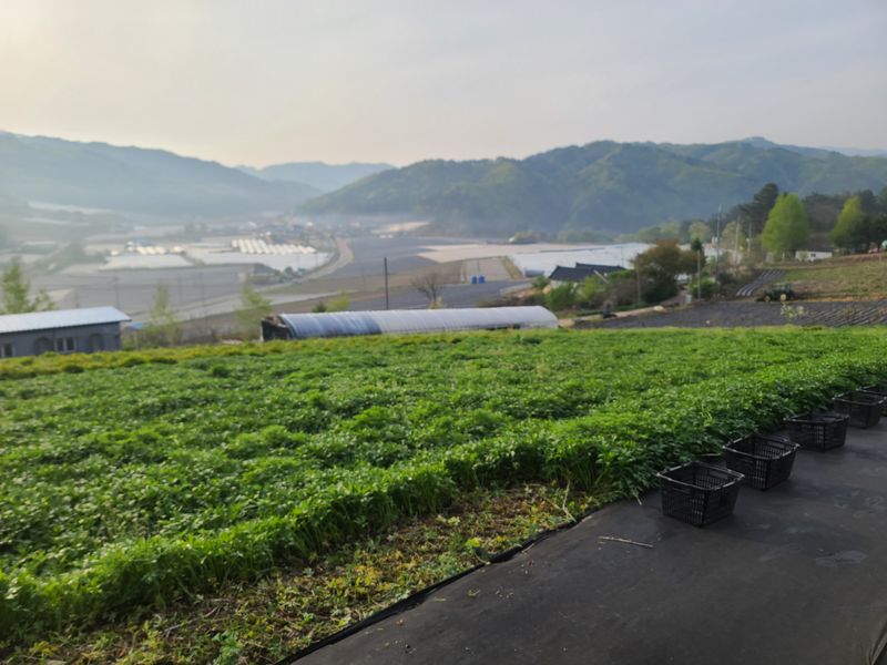 홍천산채농원님의 장터 판매 상품 [겹삼잎국화 종근(키다리꽃,꽃나물)] 첨부 사진