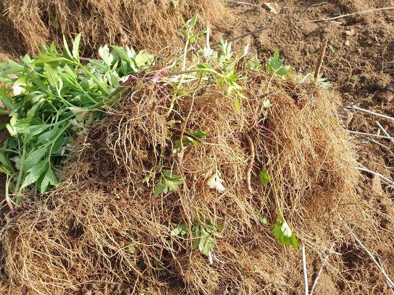 홍천산채농원 조원영님의 장터 판매 상품 [겹삼잎국화(키다리꽃,꽃나물)종근] 첨부 사진