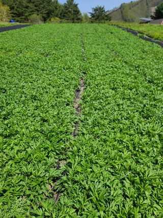 홍천산채농원 조원영님의 작성글 사진