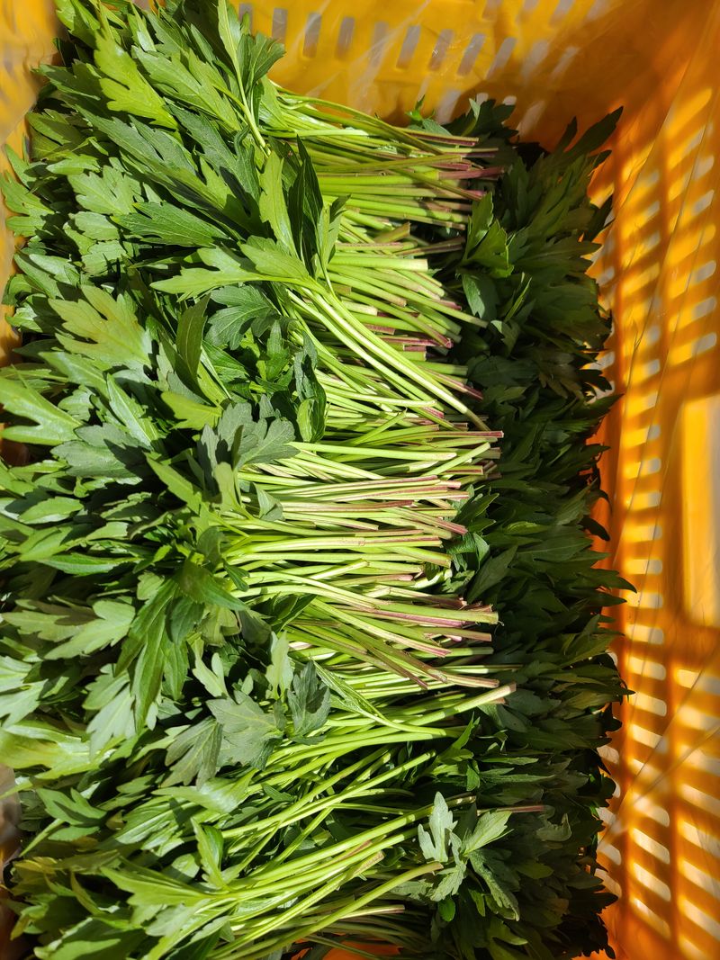 홍천산채농원 조원영님의 장터 판매 상품 [겹삼잎국화(키다리꽃,꽃나물)종근] 첨부 사진