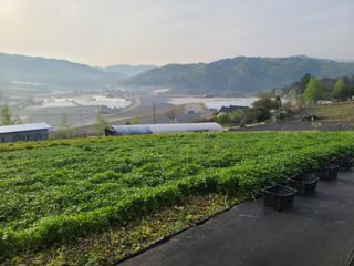 홍천산채농원 조원영님의 작성글 사진