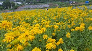 홍천산채농원 조원영님의 작성글 사진