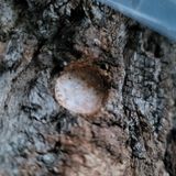 팜모닝 버섯·일상 게시글 이미지