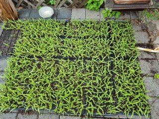 아름다운초옥농원님의 옥수수 · 병해충상담 작성글 사진