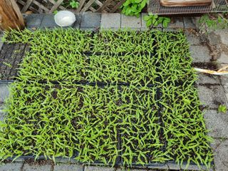 아름다운초옥농원님의 옥수수 · 병해충상담 작성글 사진