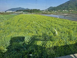 사천시향촌동 돼지띠님의 벼 · 자유게시판 작성글 사진