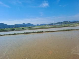 사천시향촌동 돼지띠님의 벼 · 자유게시판 작성글 사진