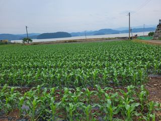 알 수 없음님의 옥수수 · 자유게시판 작성글 사진